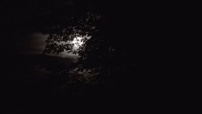 Bright moonlight filters through the silhouetted leaves of a tree on a misty night, with smoky clouds drifting slowly across the moonlit sky, creating a mystical calm. - Powered by Shutterstock - Get 15% off with code: PIKWIZARD15