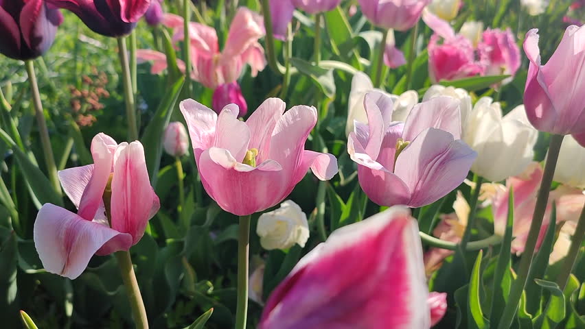 Many blooming colorful tulips flowers on sunny spring day. Varietal blooming tulips. Blooming white pink red tulips flowers and green leaves. Growing blossoming flowers. Nature. Natural background