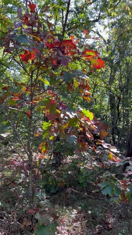 Vibrant Fall Colors in Roche-A-Cri State Park 