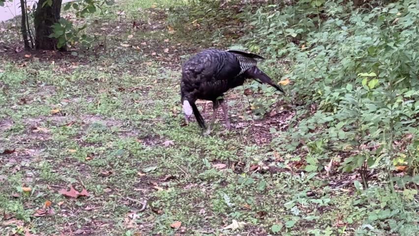 Wild turkey walking in a local park