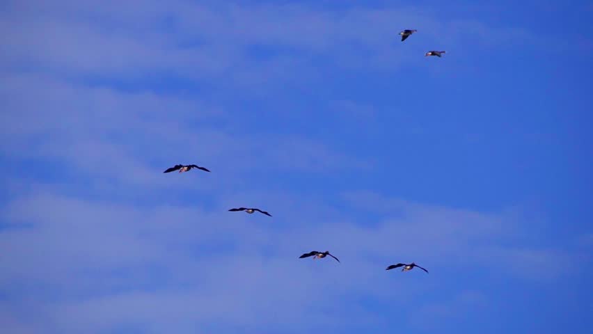 Beautiful 4K slow-motion footage showing wild geese, including common and Canadian species, flying and landing on a calm natural lake during a bright summer morning.