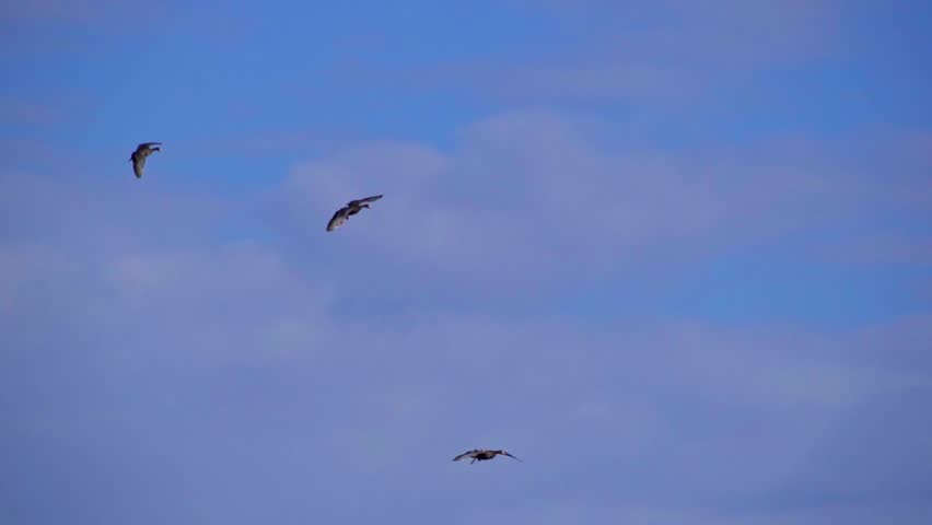 Beautiful 4K slow-motion footage showing wild geese, including common and Canadian species, flying and landing on a calm natural lake during a bright summer morning.
