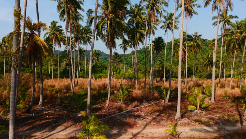 Palm trees line wai chaek beach in koh chang, thailand