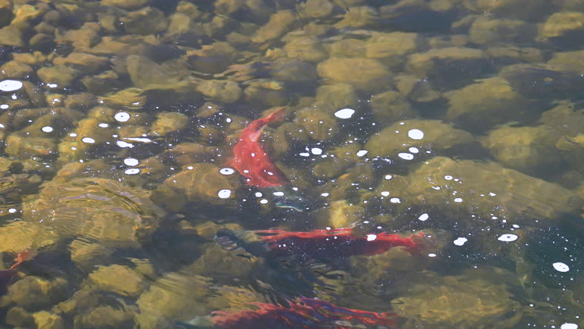 Kokanee Salmon spawning in the Provo River from Jordanelle Reservoir.