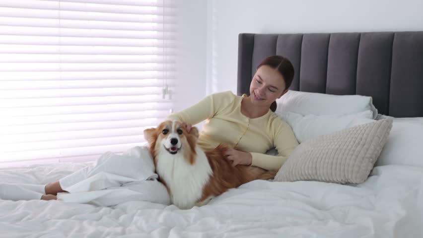Pet friendly hotel. Smiling woman stoking her cute Welsh Corgi dog on bed indoors, camera moving forward