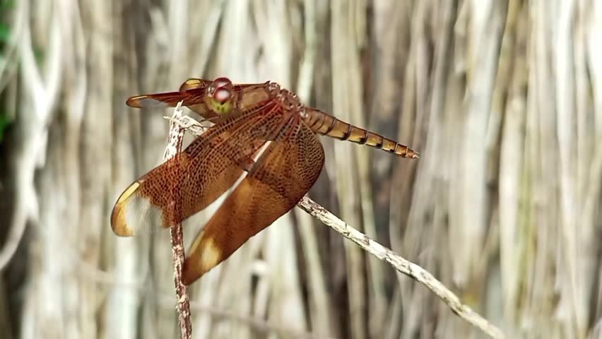 Red dragonfly sitting on a thin branch on a natural brown background