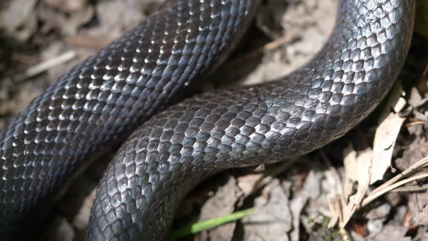 Slithering snake close up. Black snake crawling. Snakes in motion. Creeping reptile. Macro scaly snake skin. Exotic reptilian pattern. Snakes scales detailed reptilian texture. Black leathery lizard