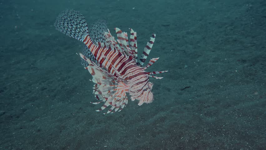 The lionfish swims in the water column near the sandy sea bottom. Red Lionfish (Pterois volitans) 38 cm. ID: red or brownish bars on head and body, banded pectoral fins.