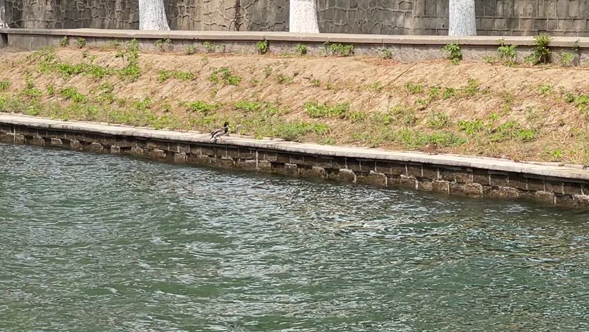 Riverside view showing green rippling water with small ducks resting on the stone embankment at Beijing Zoo in China.