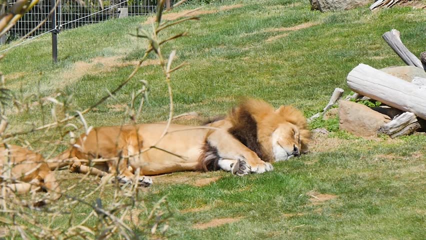 Lion sleeping in the grass
