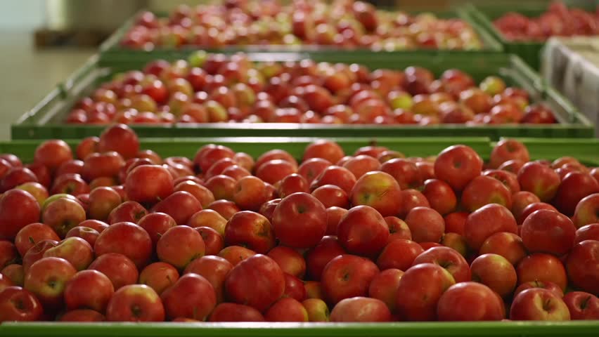 Large quantity of freshly picked red apples stacked in green crates, ready for sorting or transport. Ideal for agriculture, harvest, or food industry themes.