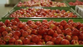 Large quantity of freshly picked red apples stacked in green crates, ready for sorting or transport. Ideal for agriculture, harvest, or food industry themes. - Powered by Shutterstock - Get 15% off with code: PIKWIZARD15