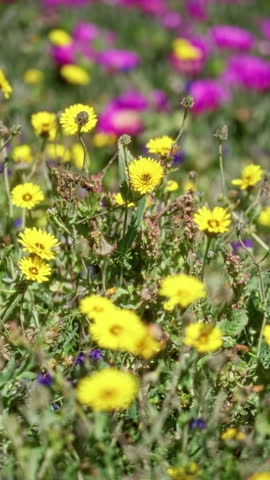 Vibrant yellow daisies and purple flowers bloom in a sunlit field in torrevieja, spain, capturing the essence of a colorful outdoor spring setting.