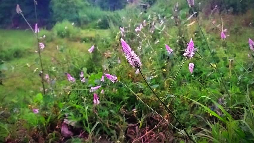 Beutiful pink flower and grass 