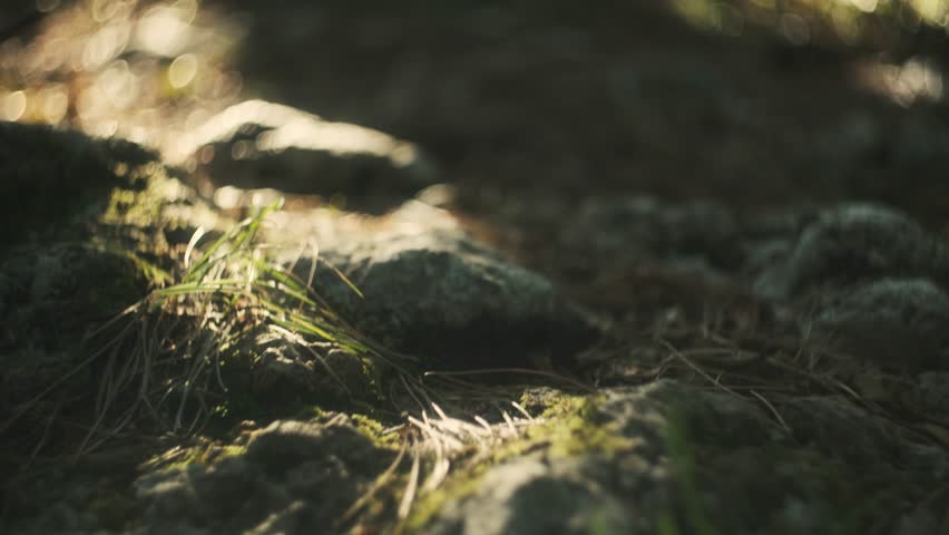 lose up of a hiker’s boot stepping on a forest trail covered with leaves