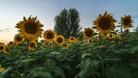 Sunflower field footage at dusk and night - Powered by Shutterstock - Get 15% off with code: PIKWIZARD15
