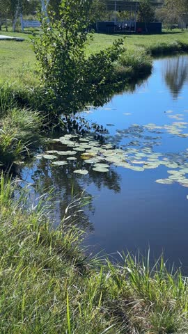 Beautiful View of Lake with Water Lilies
