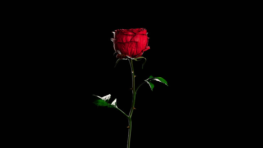 Stunning 3D rendered red rose slowly rotating on a black background, with an alpha channel. Perfect looping 4K animation for visual effects, romance, wedding, Valentine's Day, and luxury projects.