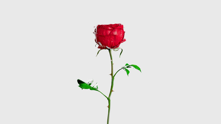 A luxurious and realistic 3D rendered red rose slowly rotating on a clean white background. This seamless loop in 4K resolution is ideal for high-end advertising, beauty brands, minimalist, and romant