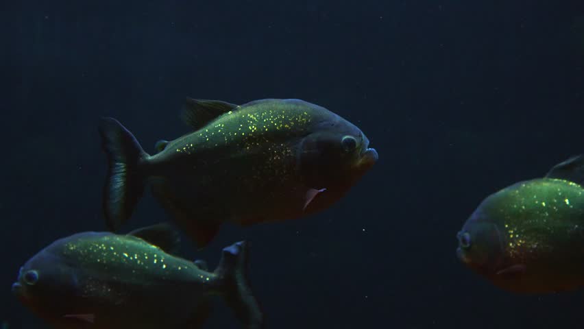 Red bellied piranha fish (Pygocentrus nattereri) swimming inside an aquarium in a freshwater museum, with dark background and low key lighting style