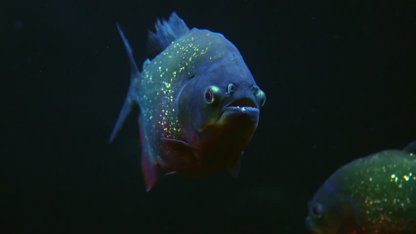 Red bellied piranha fish (Pygocentrus nattereri) swimming inside an aquarium in a freshwater museum, with dark background and low key lighting style