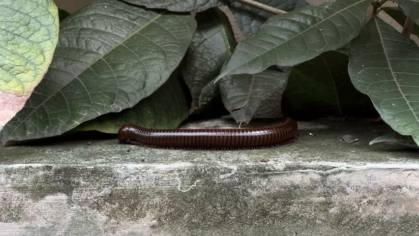 Closeup Millipede on concrete with green leaf in background
