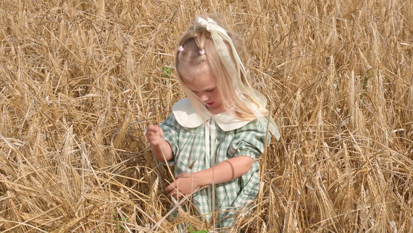 A little child girl in a dress in a field of wheat and with a blue sky in summer.