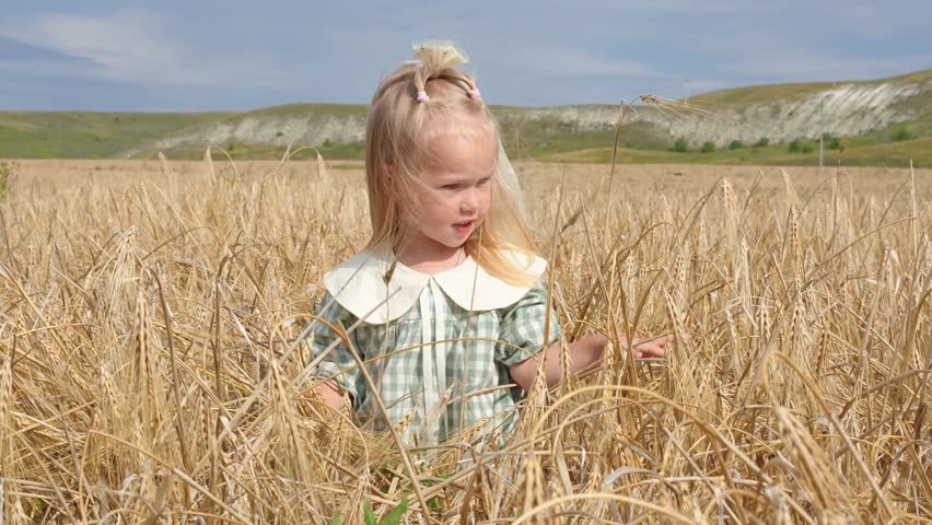 A little child girl in a dress in a field of wheat and with a blue sky in summer.