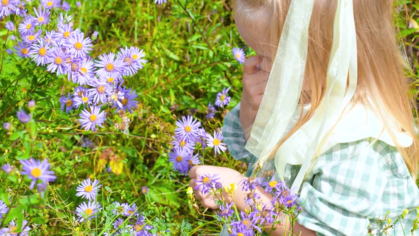 Little girl child in a dress collects purple wildflowers
