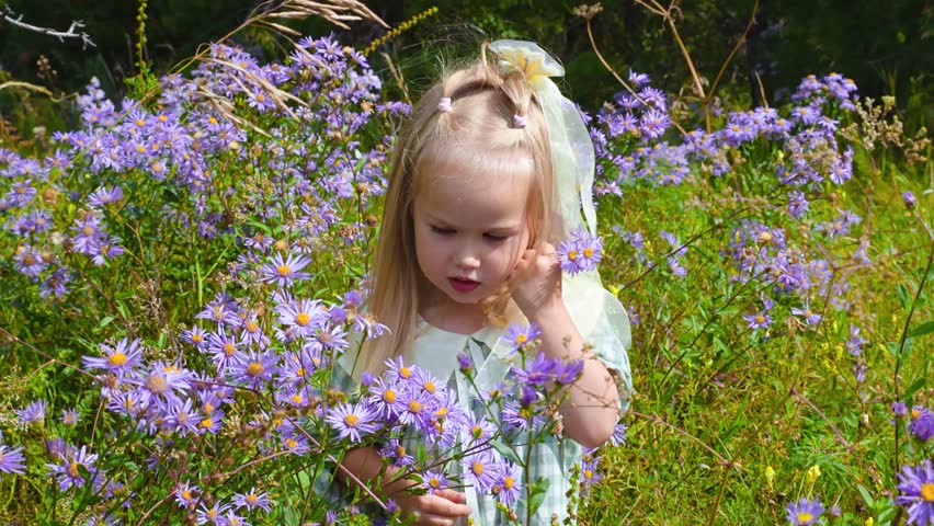 Little girl child in a dress collects purple wildflowers