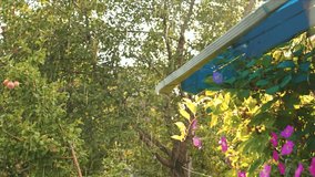 It's raining in the backyard garden - Powered by Shutterstock - Get 15% off with code: PIKWIZARD15