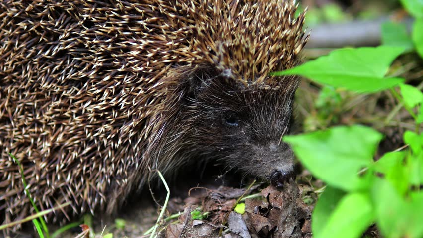 Close up of a common european hedgehog sniffing the ground and searching for food amongst green leaves and grass in its natural woodland habitat, moving its nose to explore the terrain