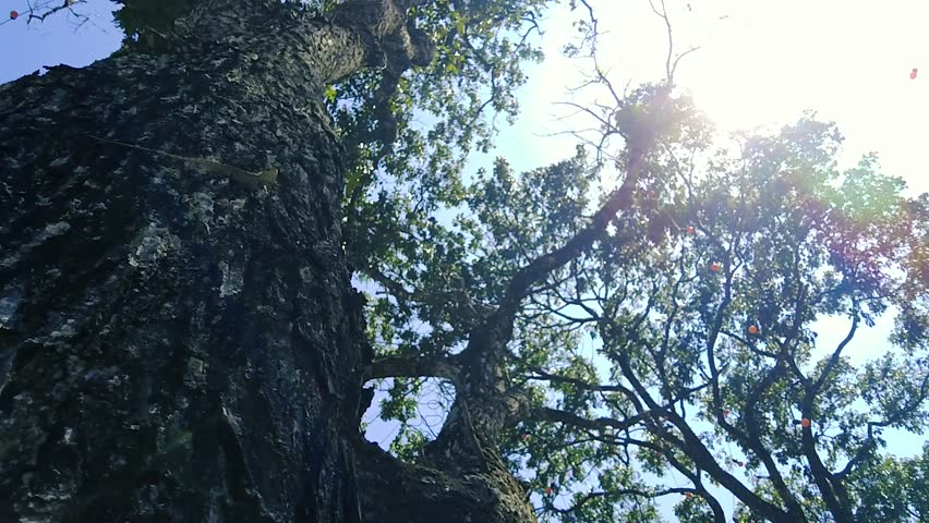 Sun Flare and Blue Sky Through a Massive Old Tree Texture Bark and Canopy