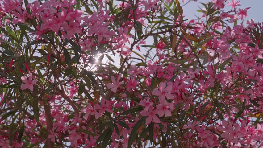 Sunlight Shining Through Blossoming Pink Flower Tree in Spring