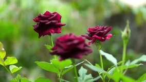 Close-up video of dark red roses blooming in a lush garden. Captures natural beauty, freshness, and romance — perfect for floral, love, and nature-themed projects or backgrounds. - Powered by Shutterstock - Get 15% off with code: PIKWIZARD15