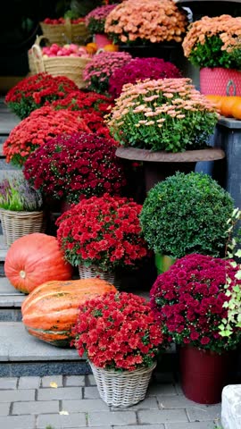 Colorful mums and pumpkins displayed outdoors on a sunny day.
