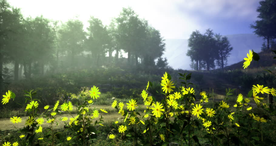 Bright yellow flowers bloom amidst lush greenery as sunlight gently filters through a misty forest. The serene landscape invites tranquility and appreciation for natures beauty.
