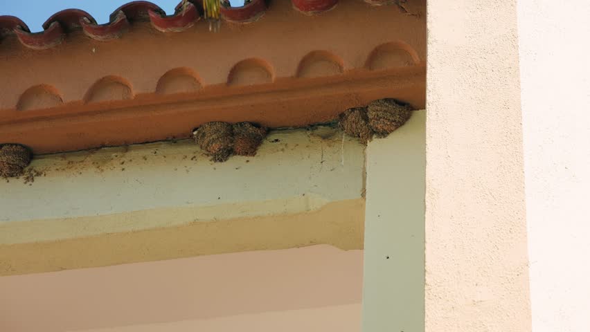 Swallows nest under the roofs of residential buildings animals and nature concept. High quality 4k footage