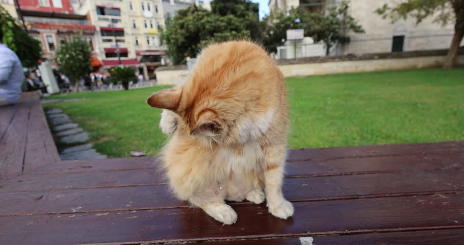 Beautiful Istanbul street cat sitting on a wooden bench near a park, looking away calmly. Typical stray cat representing everyday urban life and culture of Istanbul, Turkey.