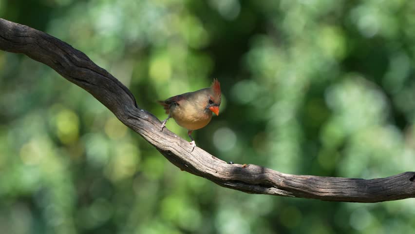 A female cardinal perched on a tree stump