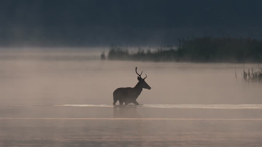Male red deer wading through lake water at dawn, illuminated by sunlight and surrounded by morning mist.