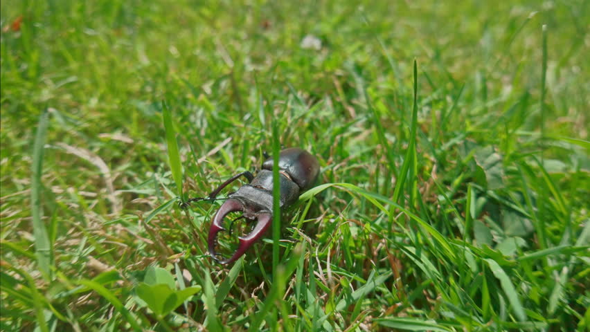 Front view of Stag Beetle struggles to move in the thick, sunlit summer grass. European Stag Beetle (Lucanus cervus) with big mandibles, is clumsily making its crawl through dense green on sunny day