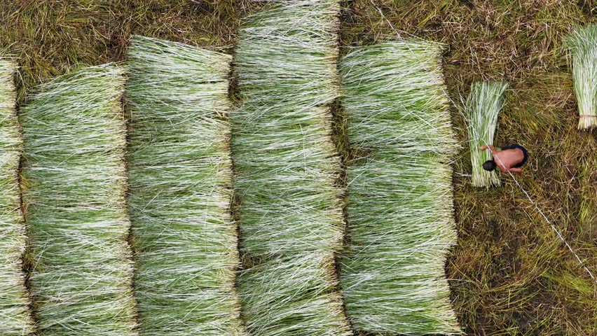 Aerial view of a lush sedge field in Tra Vinh, Vietnam, surrounded by coconut trees. Farmers are harvesting and bundling sedge plants under warm sunlight. Agriculture and travel concept