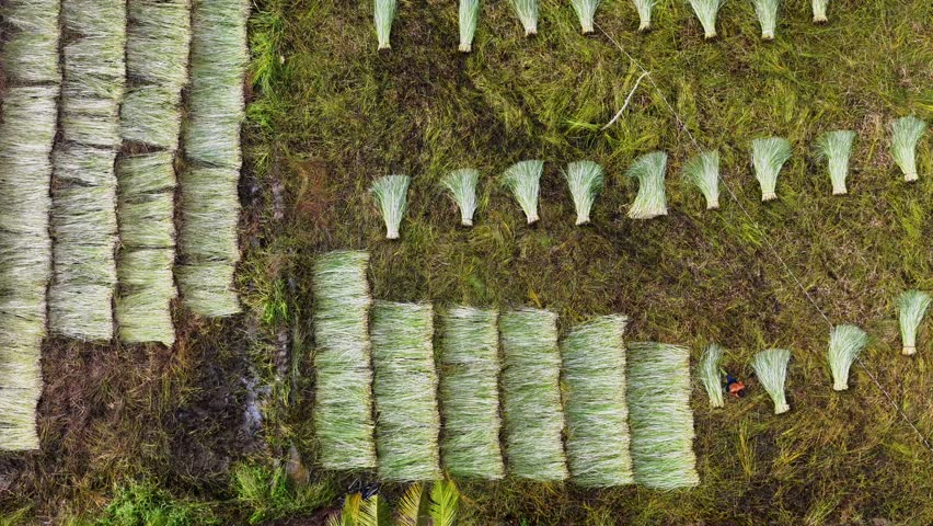 Aerial view of a lush sedge field in Tra Vinh, Vietnam, surrounded by coconut trees. Farmers are harvesting and bundling sedge plants under warm sunlight. Agriculture and travel concept