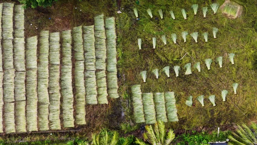 Aerial view of a lush sedge field in Tra Vinh, Vietnam, surrounded by coconut trees. Farmers are harvesting and bundling sedge plants under warm sunlight. Agriculture and travel concept