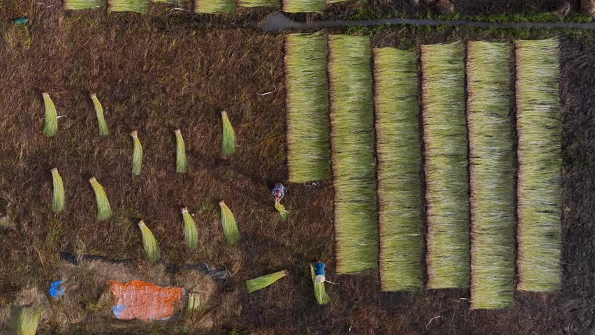 Aerial view of a lush sedge field in Tra Vinh, Vietnam, surrounded by coconut trees. Farmers are harvesting and bundling sedge plants under warm sunlight. Agriculture and travel concept