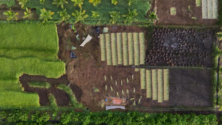 Aerial view of a lush sedge field in Tra Vinh, Vietnam, surrounded by coconut trees. Farmers are harvesting and bundling sedge plants under warm sunlight. Agriculture and travel concept