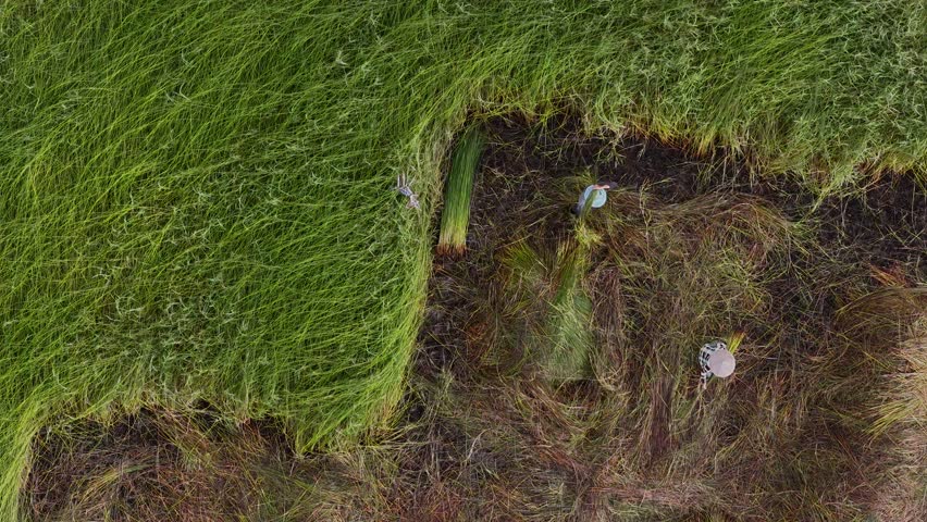 Aerial view of a lush sedge field in Tra Vinh, Vietnam, surrounded by coconut trees. Farmers are harvesting and bundling sedge plants under warm sunlight. Agriculture and travel concept
