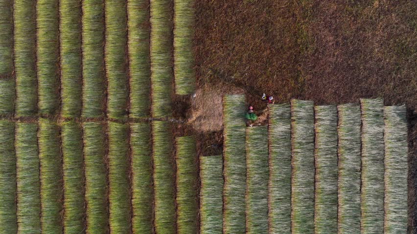 Aerial view of a lush sedge field in Tra Vinh, Vietnam, surrounded by coconut trees. Farmers are harvesting and bundling sedge plants under warm sunlight. Agriculture and travel concept