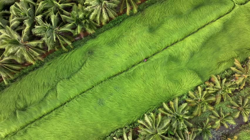 Aerial view of a lush sedge field in Tra Vinh, Vietnam, surrounded by coconut trees. Farmers are harvesting and bundling sedge plants under warm sunlight. Agriculture and travel concept